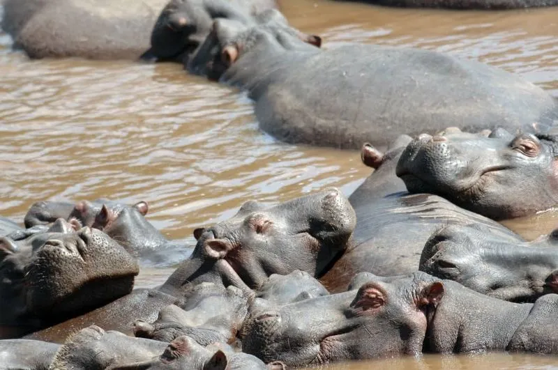 Two nearly identical hippos showing how buyers struggle to tell competitors apart